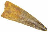 Fossil Spinosaurus Tooth - Real Dinosaur Tooth #382339-1